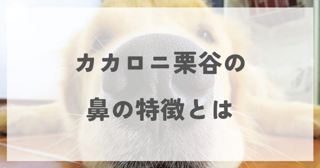 kuritani